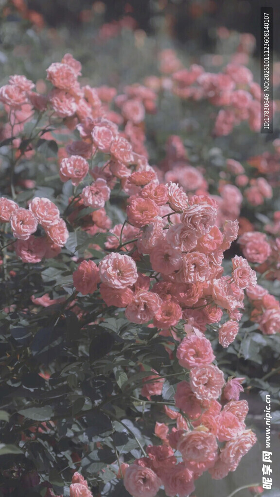 娇艳粉色花卉绽放