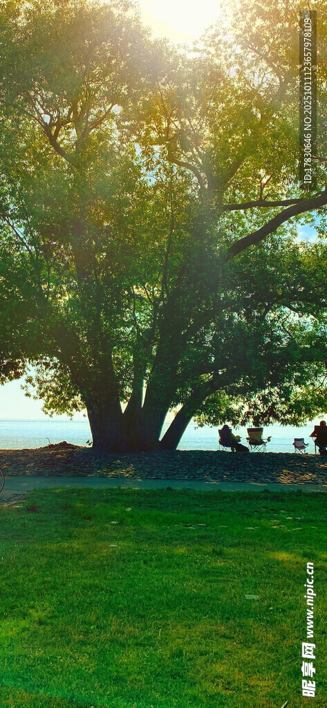 阳光照耀下的草地与树木