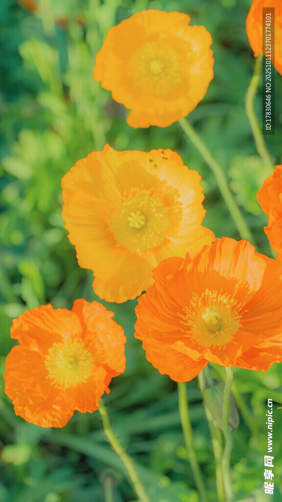 橙色虞美人绽放