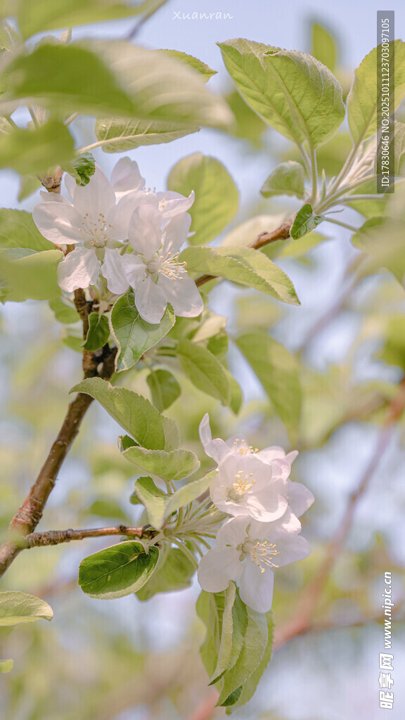 枝头绽放的洁白苹果花