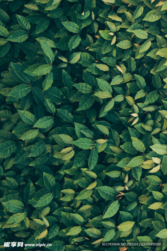 翠绿叶片密集的植物景观