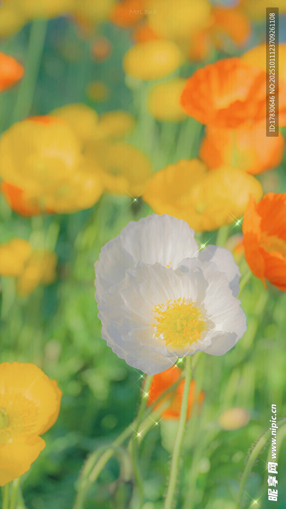 多彩花丛中的白色花朵