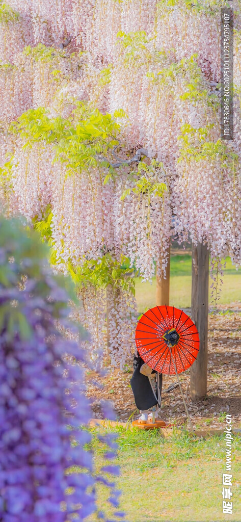 紫藤花下撑红伞的女子