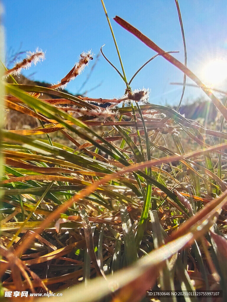 阳光下的草地美景