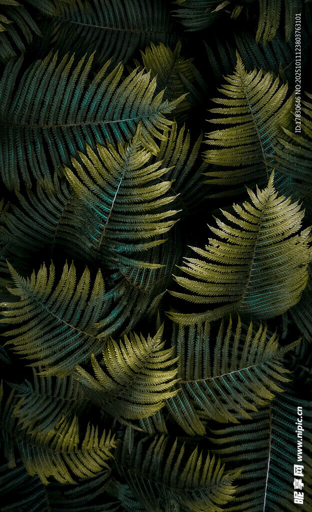 金色蕨类叶片特写