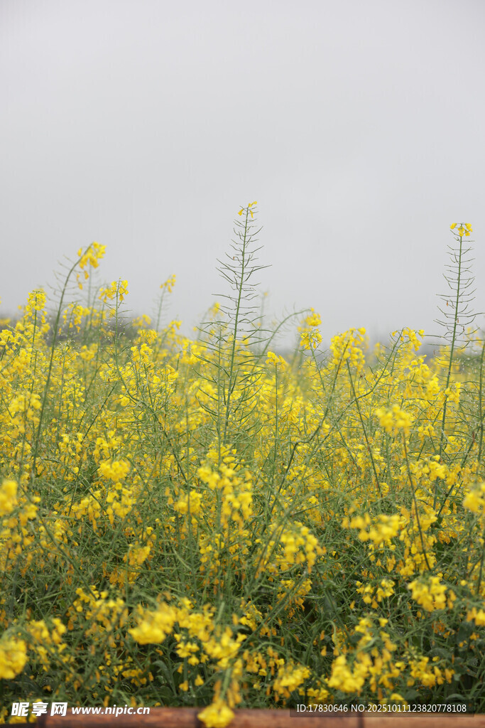 金黄油菜花田美景