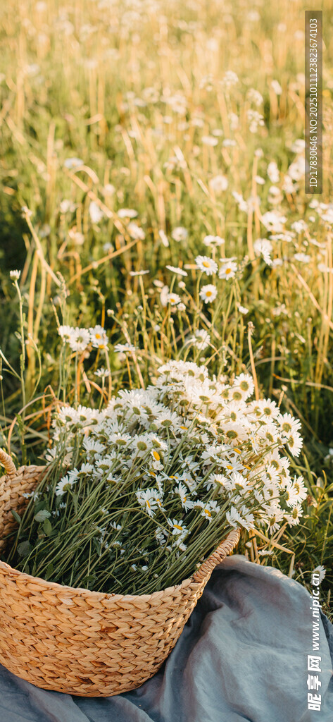 草地上篮中的清新小白花