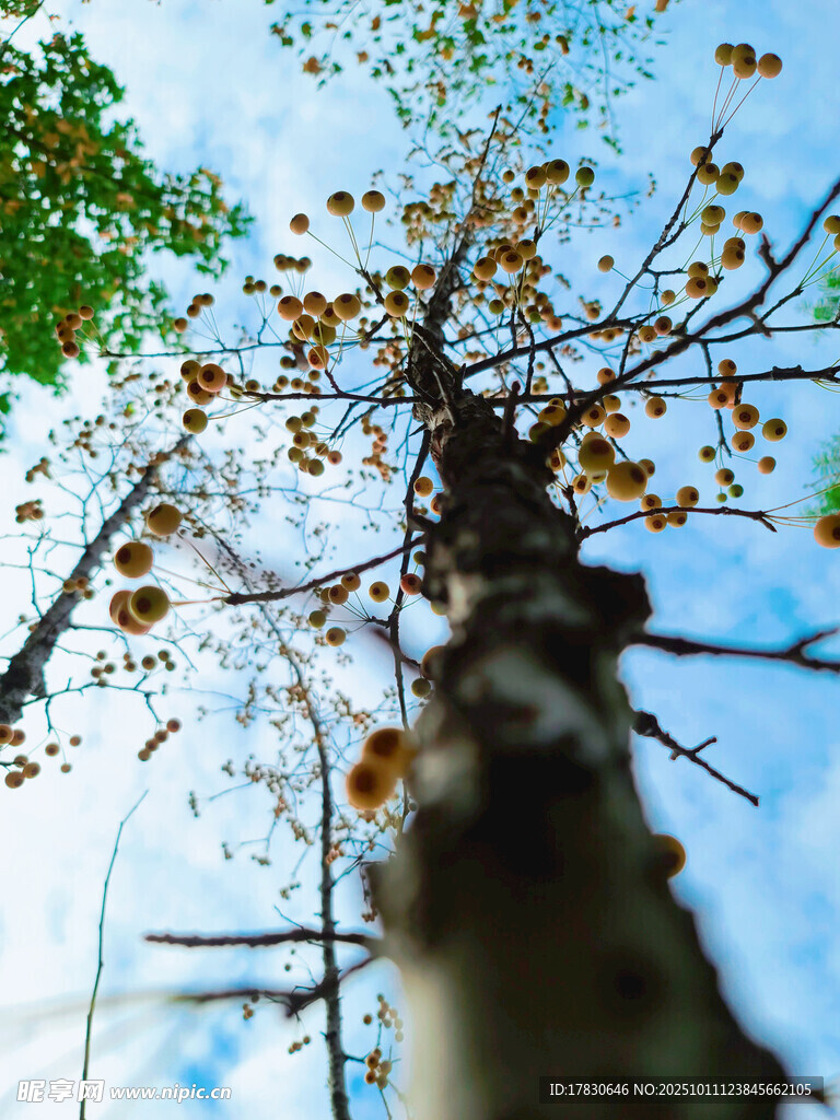 仰望秋日枝头果实