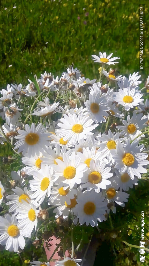 白色雏菊绽放于绿草地