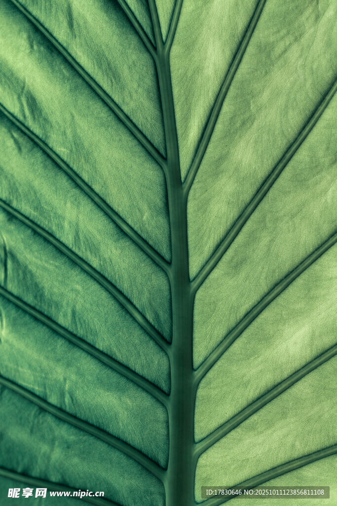 翠绿叶片的清晰脉络