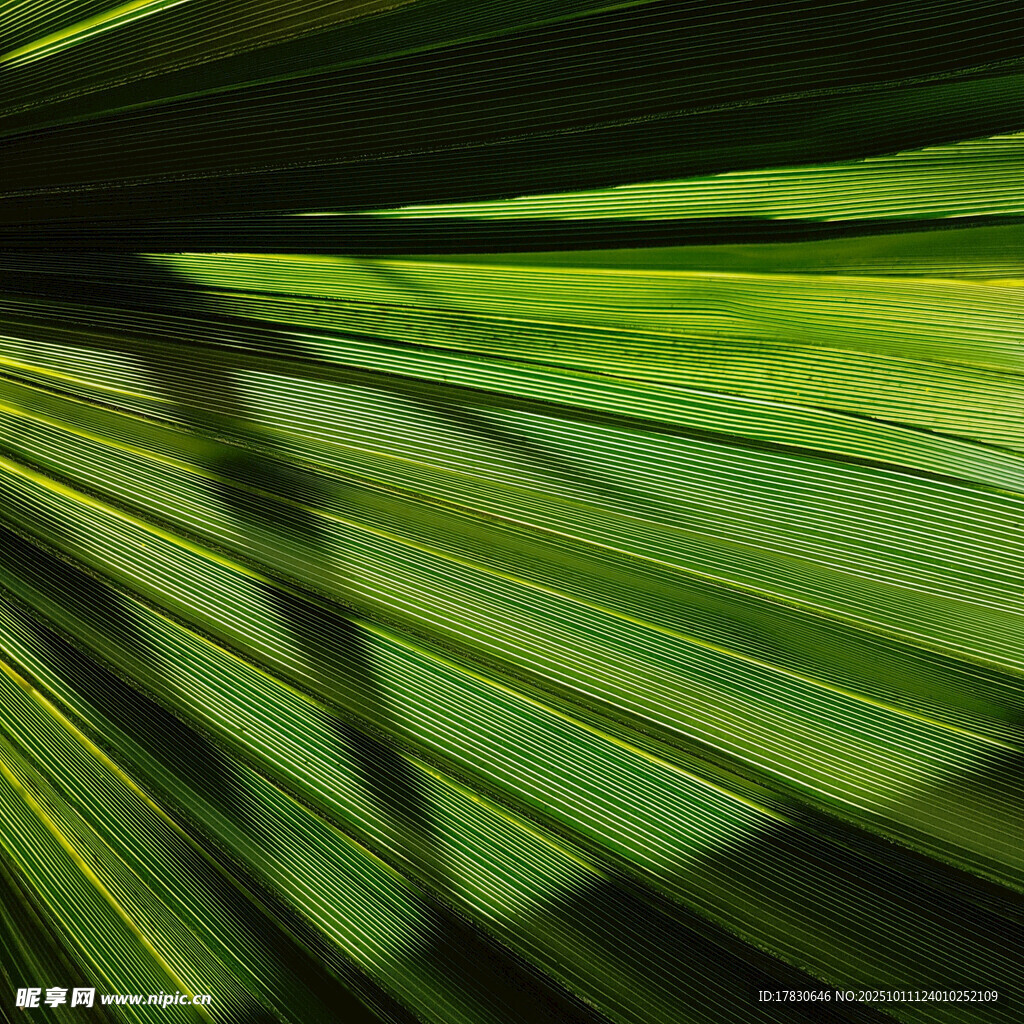 翠绿叶片光影交错之美