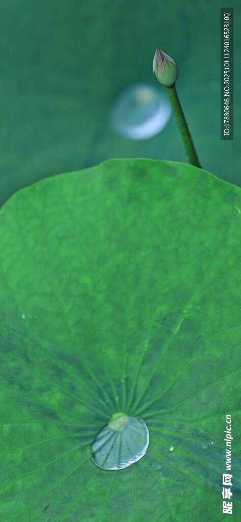 荷叶上的晶莹水珠
