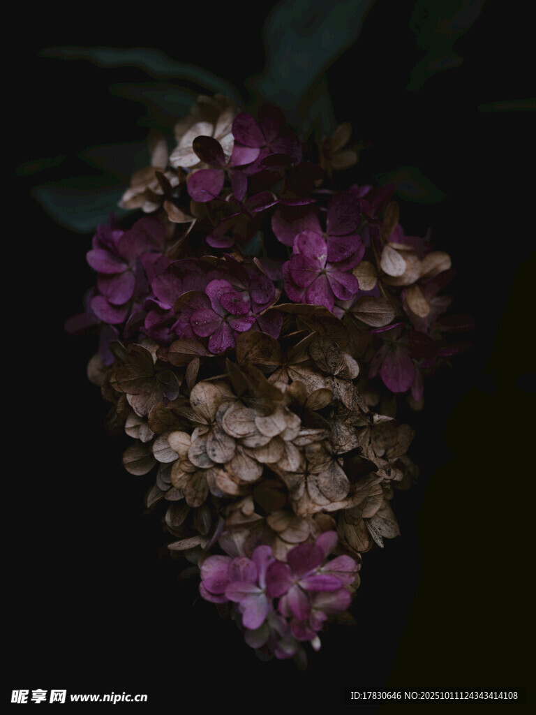 深紫绣球花特写