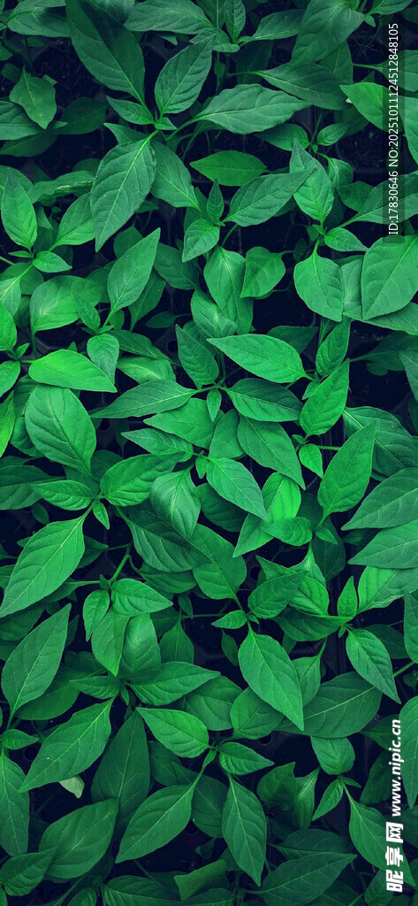 翠绿叶片背景纹理