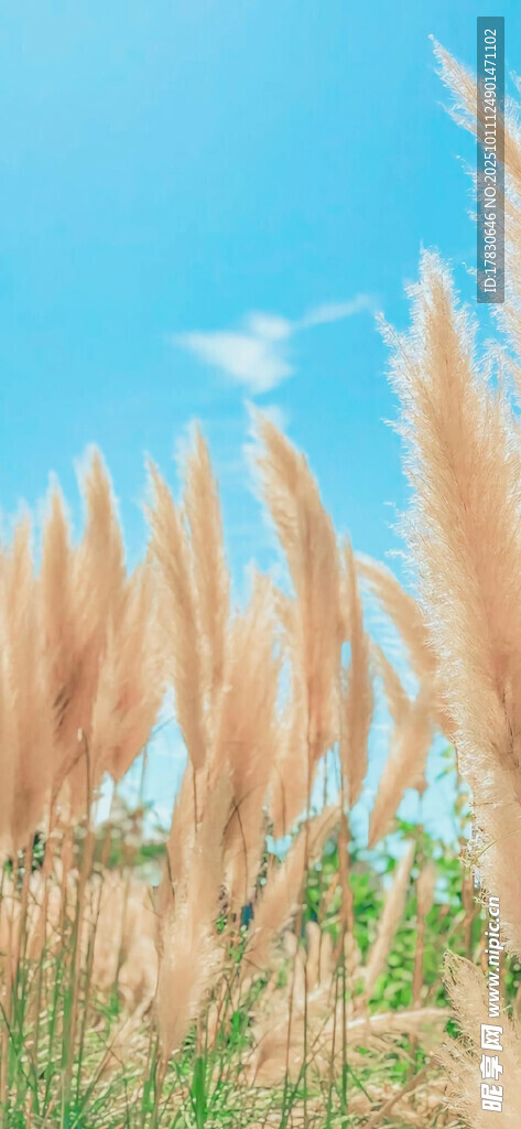 蓝天之下的金黄蒲苇