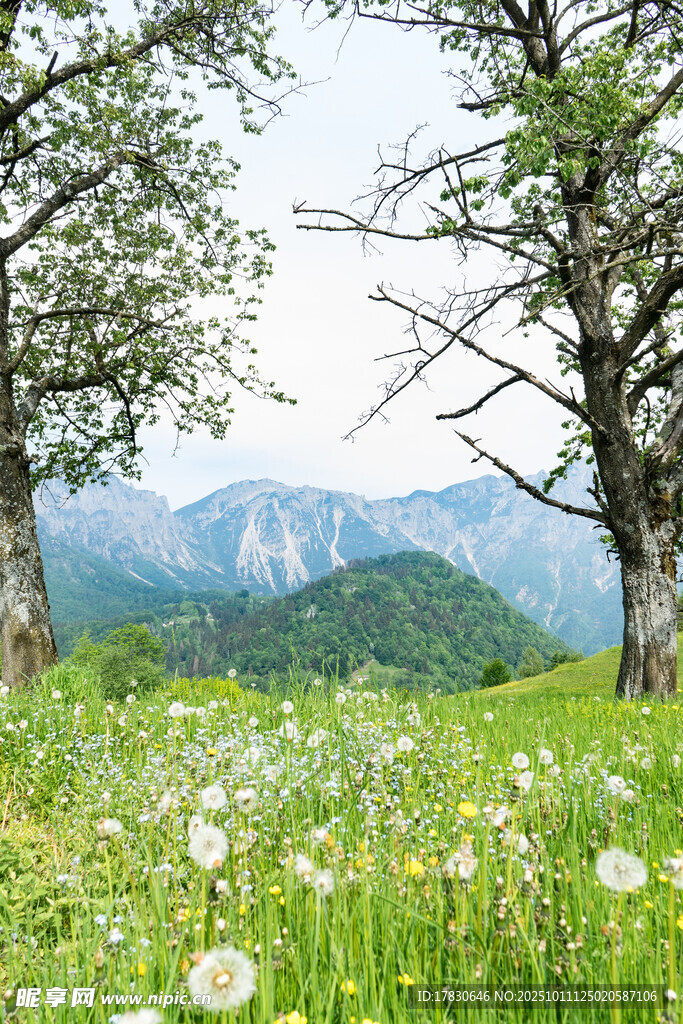 山间草地双树与烂漫白花