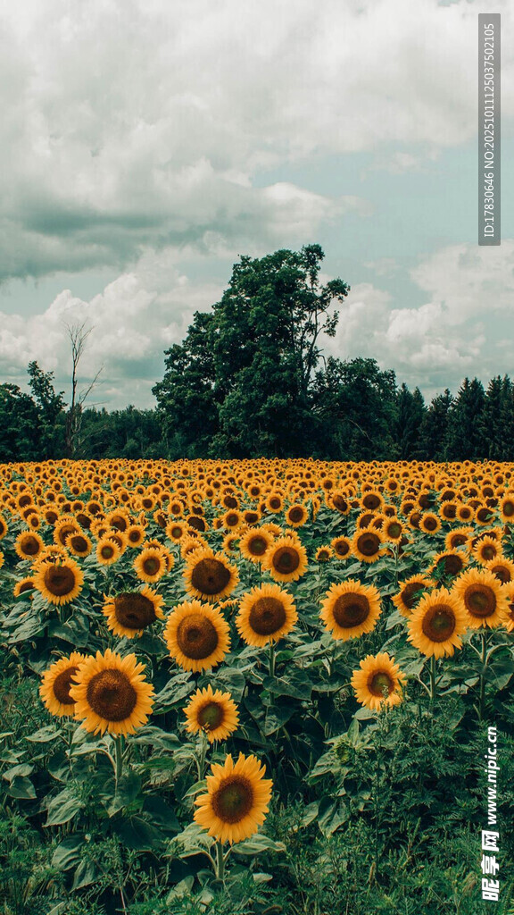 金黄向日葵花海美景