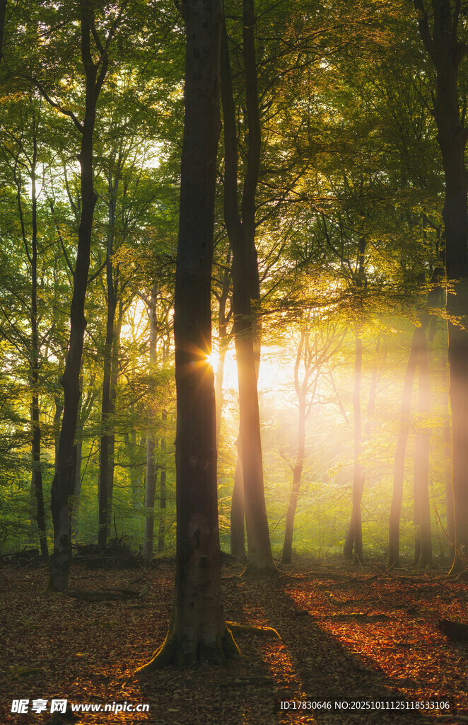 阳光穿透树林的静谧美景