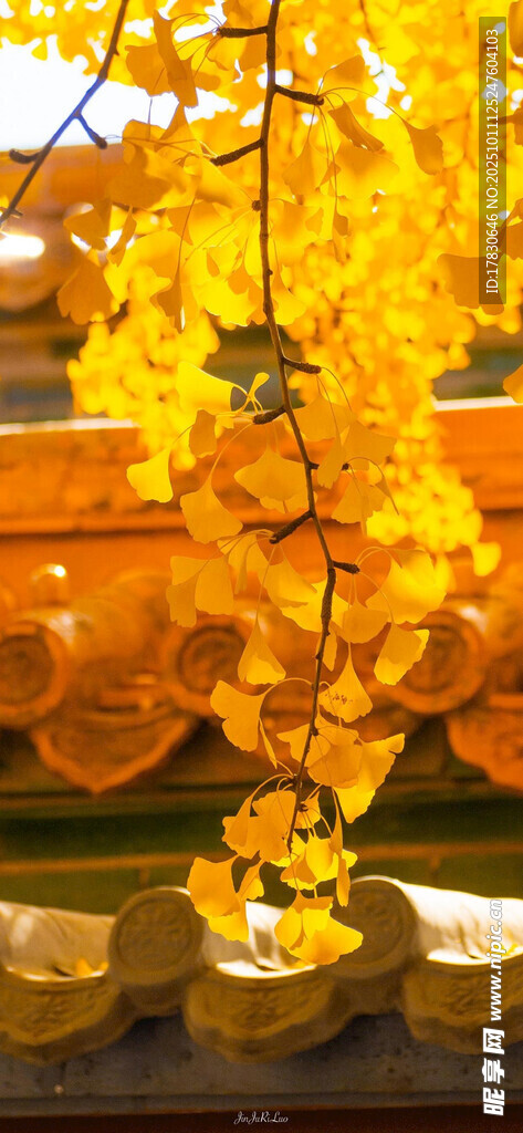 金黄垂挂花饰装点场景