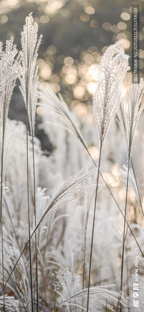 冬日霜覆芦苇美景