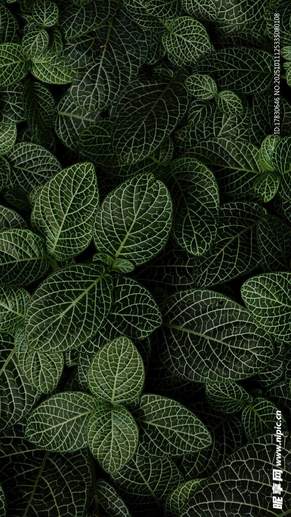 翠绿叶片纹理植物特写