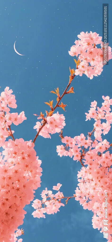 月夜下的烂漫粉色花枝