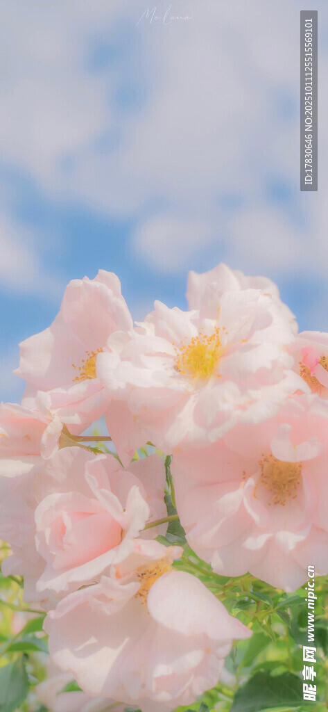 粉嫩蔷薇绽放美好瞬间