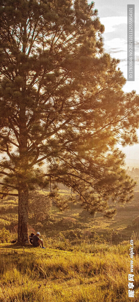 夕阳下的林间草地美景