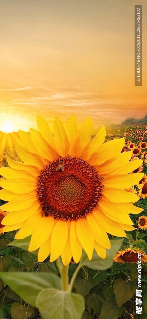 夕阳下的向日葵花田