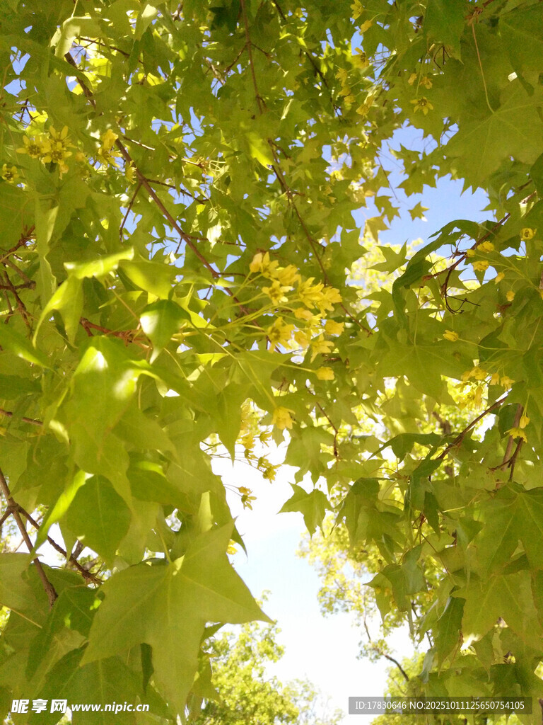 阳光透过树叶的清新景致