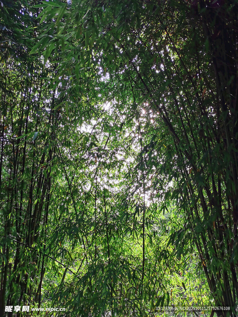 翠绿竹林间的阳光洒落