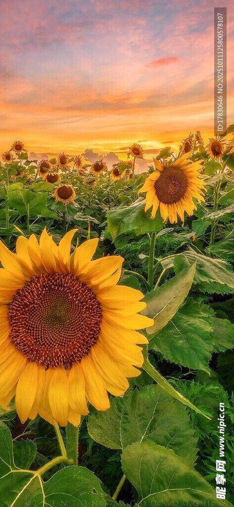 夕阳下的向日葵花田