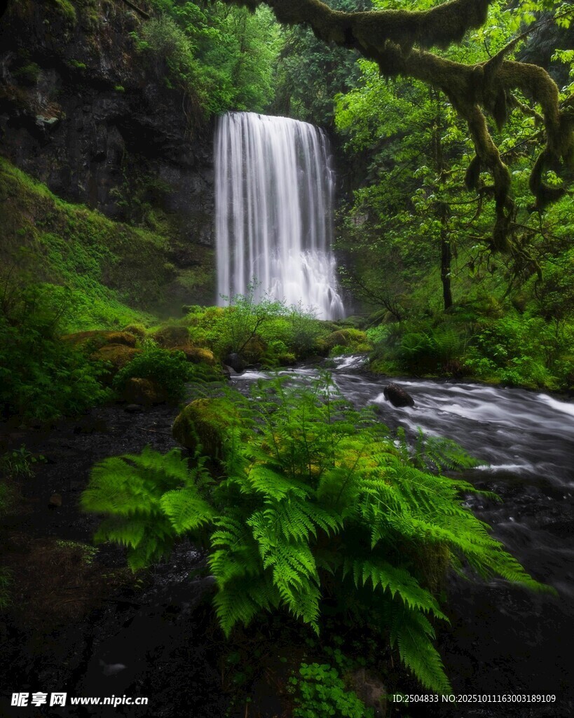 森林中的美丽瀑布景观
