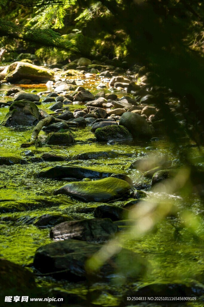 林间青苔石阶 静谧自然景