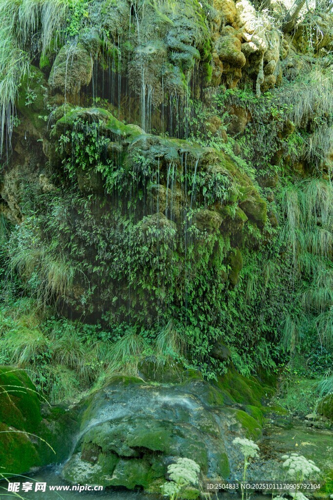 绿意盎然的苔藓覆盖岩石景观