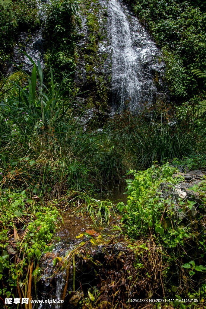 山间瀑布下的繁茂绿植