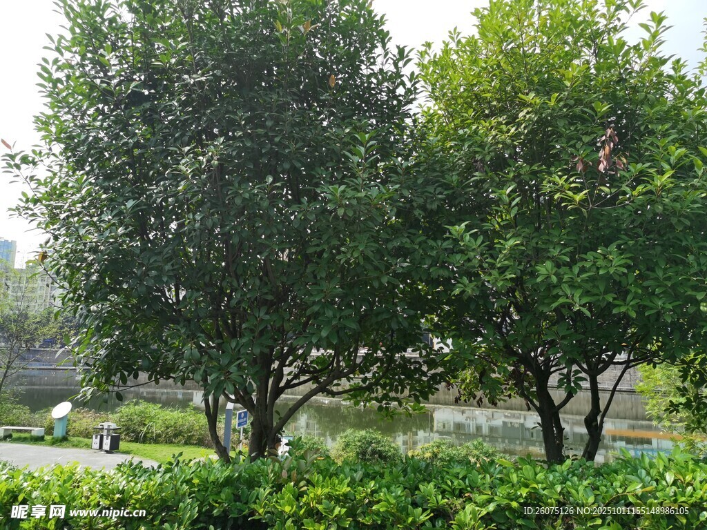 公园绿树成荫的景致