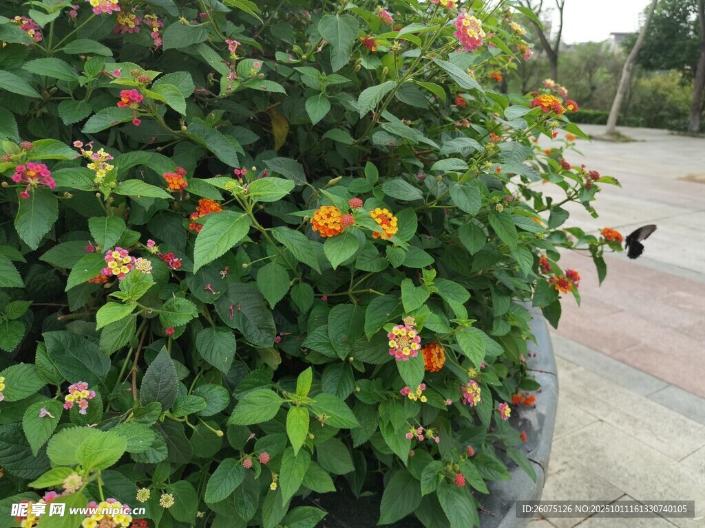 绿叶间的多彩花卉绽放