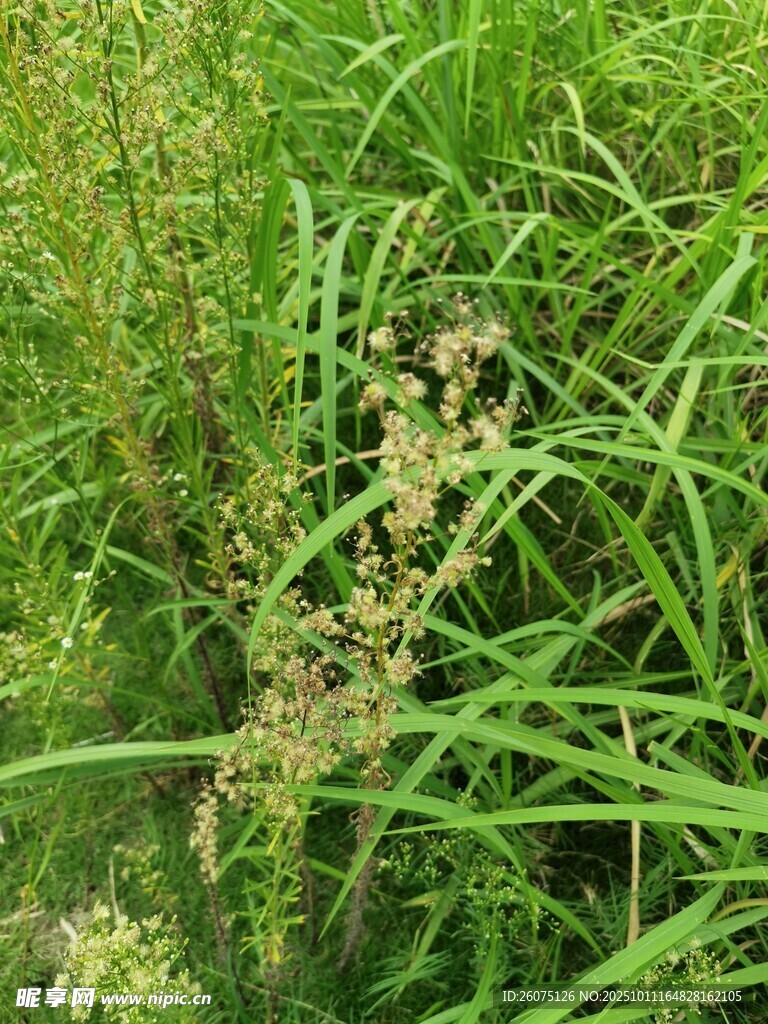 茂盛的绿色野草植物景观