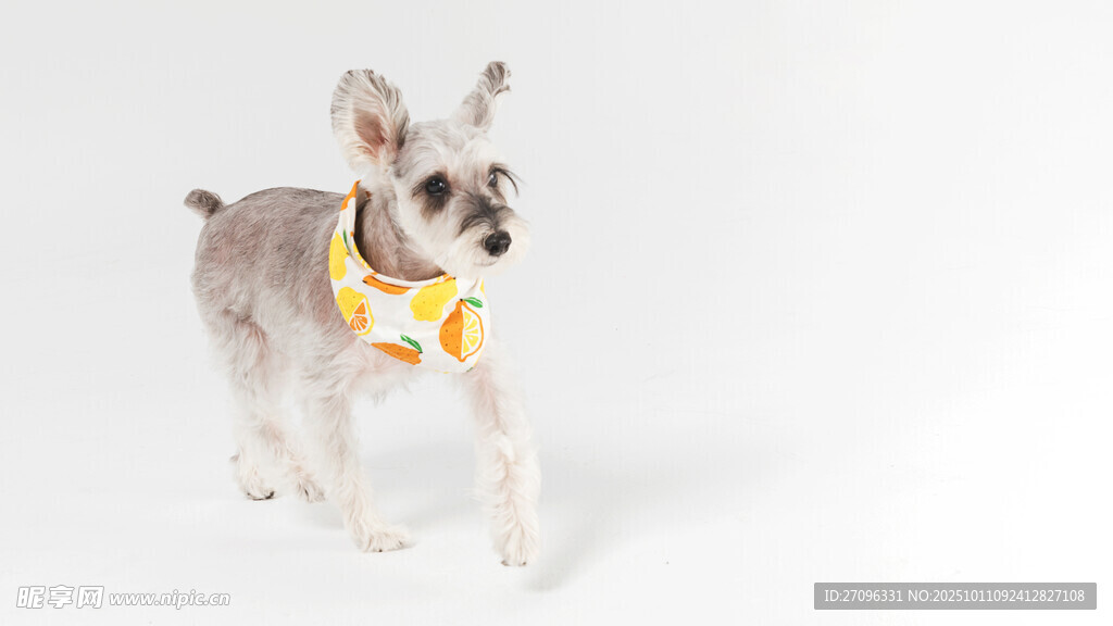 可爱雪纳瑞犬佩戴黄色领巾