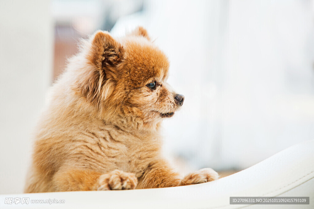 可爱博美犬趴在白色家具上