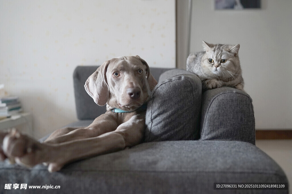 沙发上惬意的猫狗