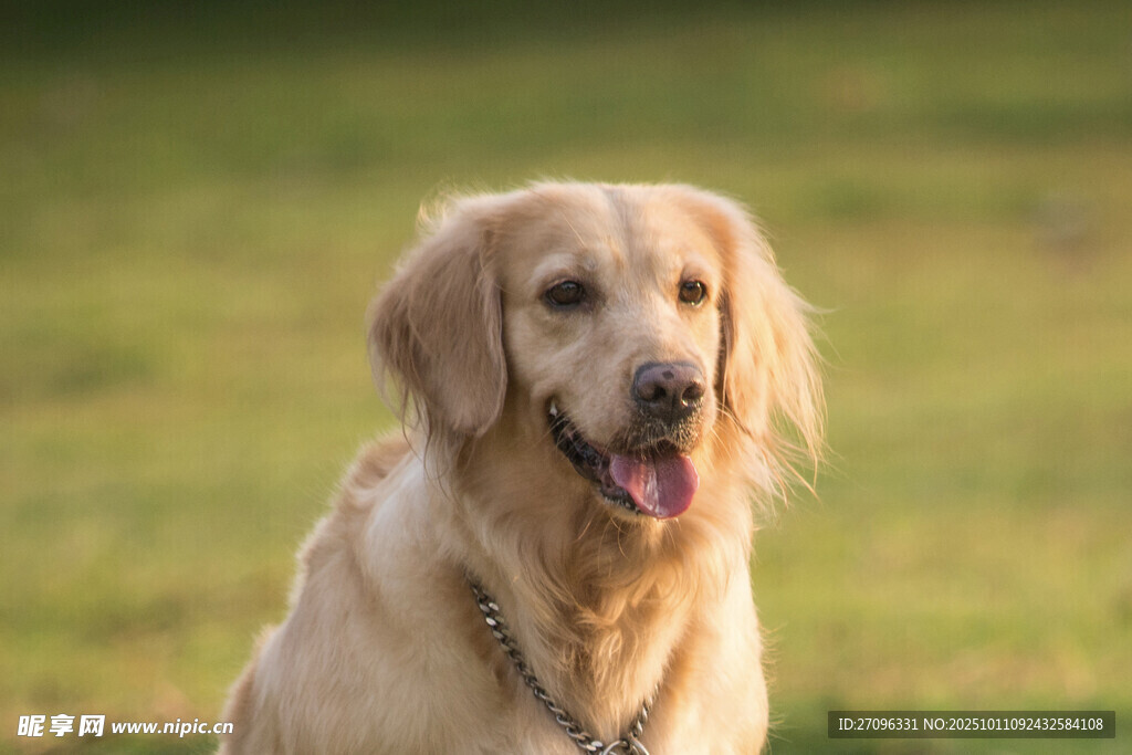 阳光下的金毛犬