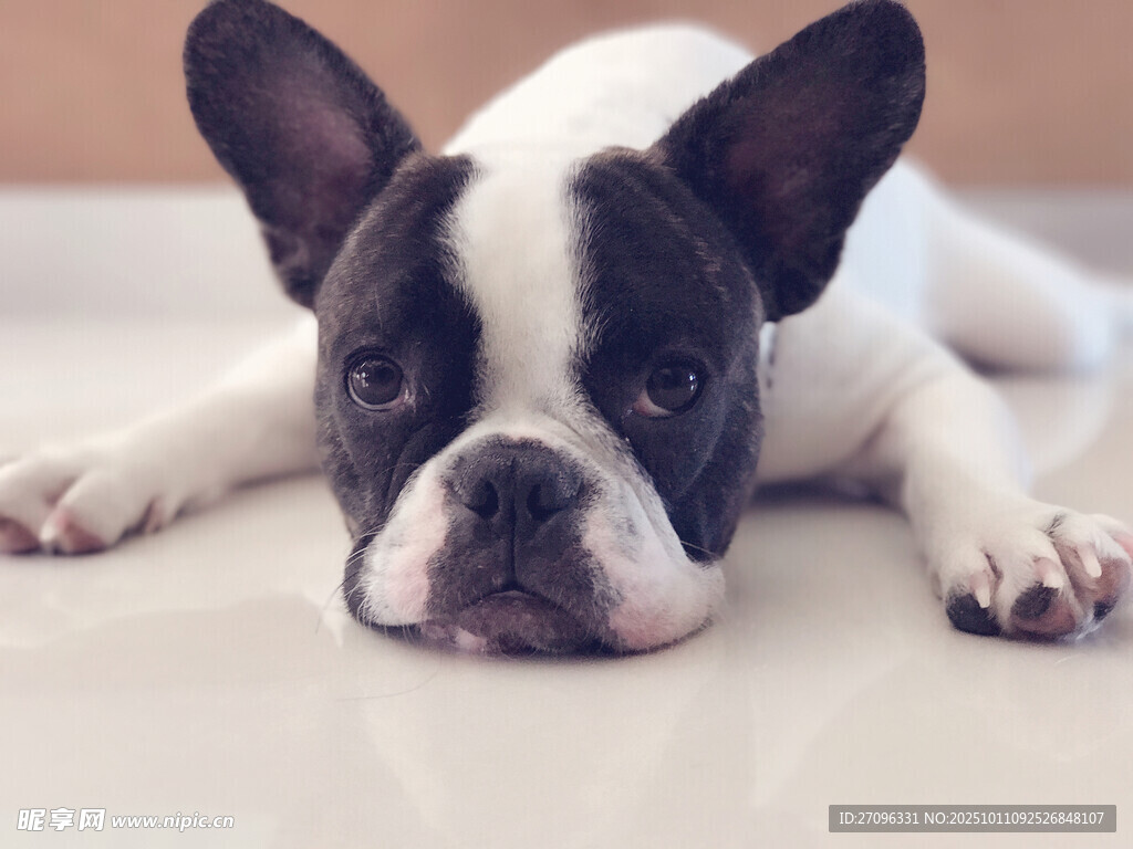 趴着的法国斗牛犬