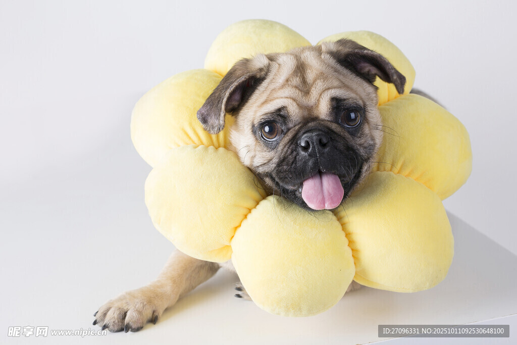 可爱巴哥犬戴黄色花环