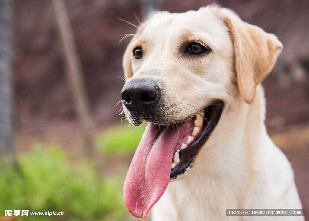可爱拉布拉多吐舌微笑