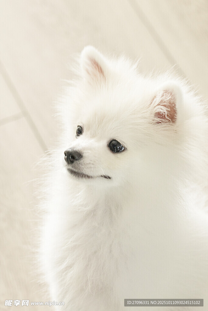 可爱白色博美犬