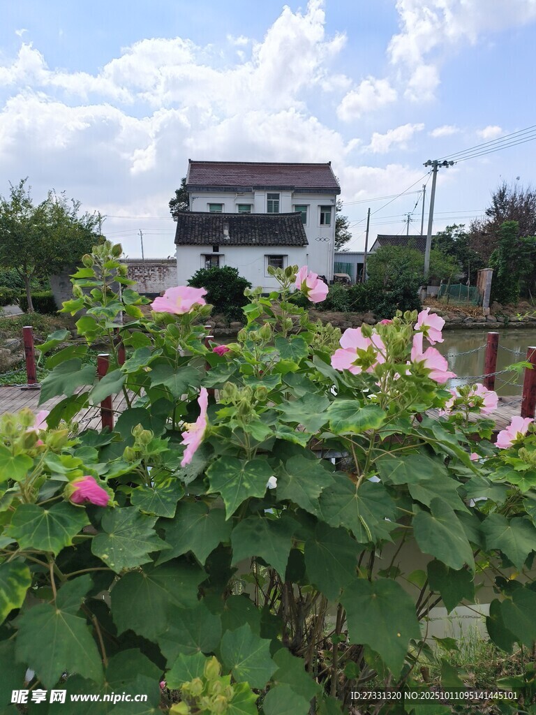 乡村屋前绽放的艳丽花朵