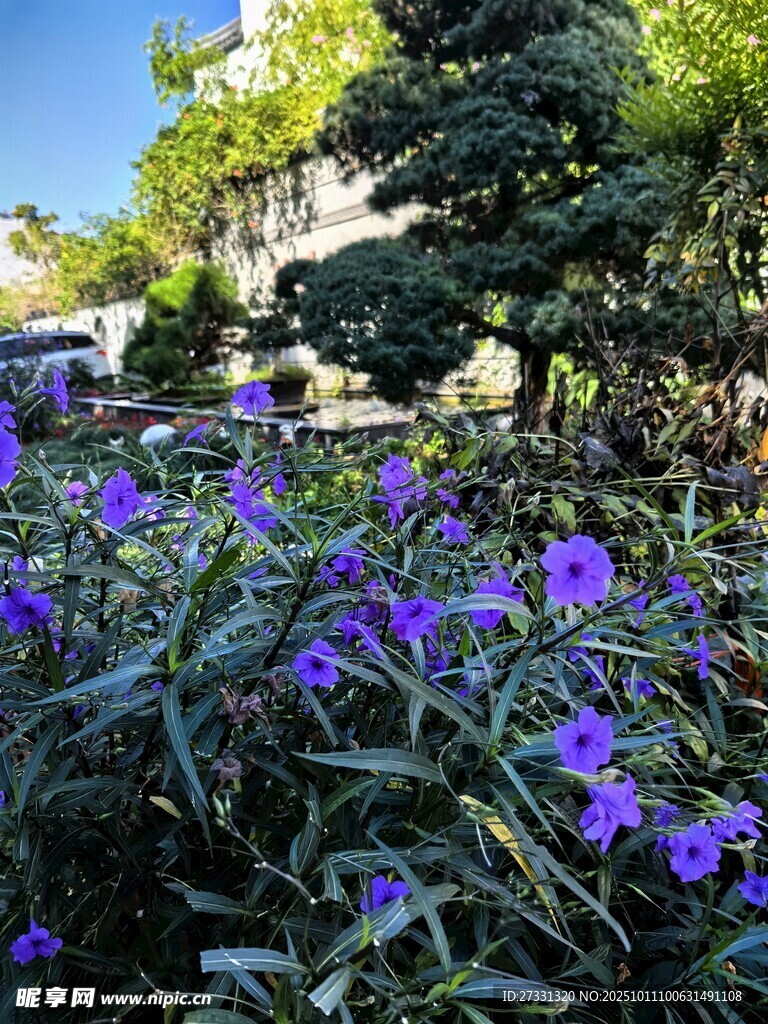 花园中绽放的紫色美丽花卉