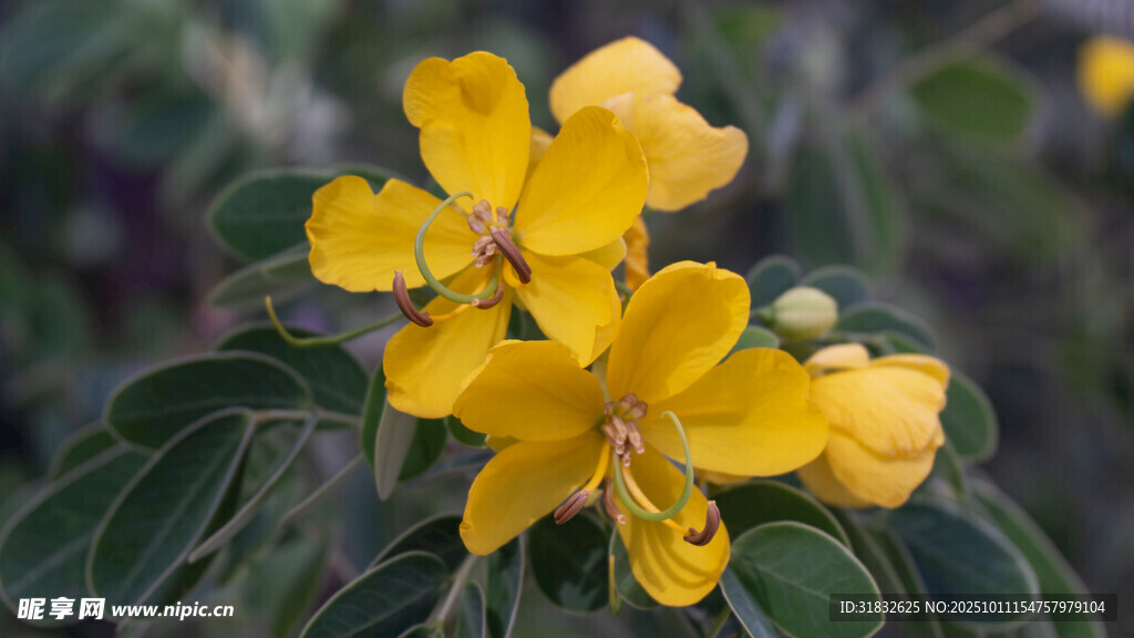 黄色小花绽放绿叶间